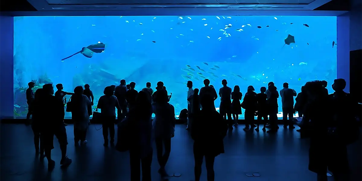 acuario-wall